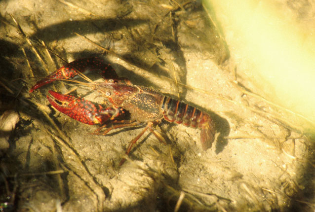 寒潮降溫，小龍蝦如何安全越冬？浮標(biāo)水質(zhì)監(jiān)測(cè)告訴您答案