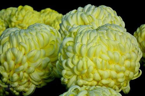 一朵菊花開出七種顏色？用手持氣象站促進菊花的種植